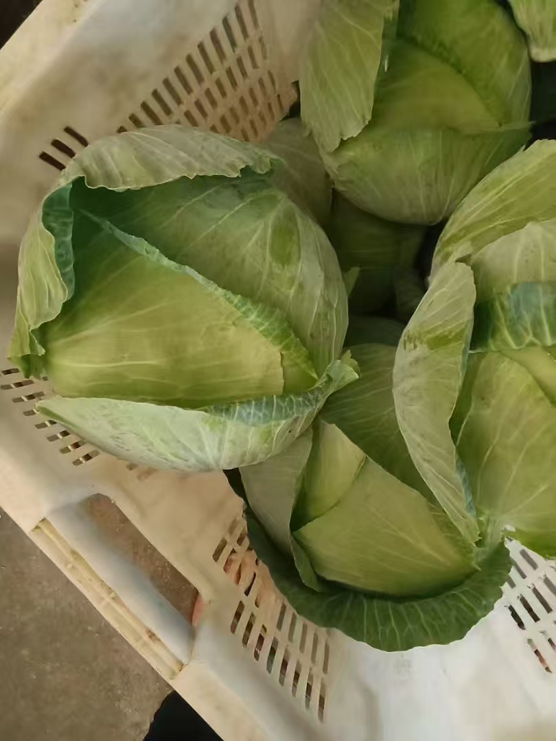 京白菜秧苗卷心扁包菜特大平头包平顶绿甘蓝耐寒四季