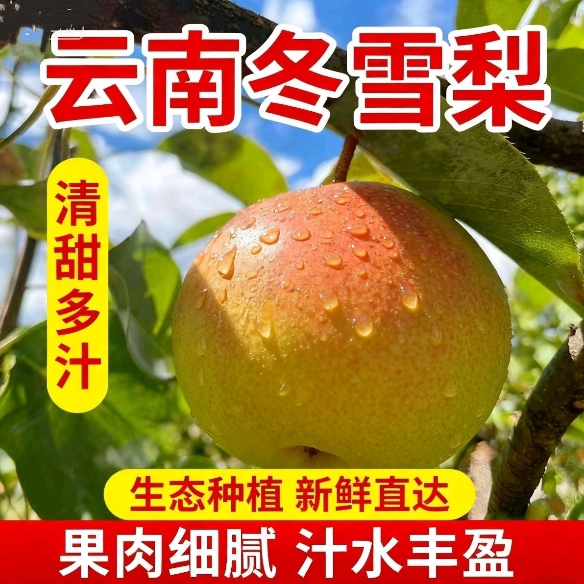 云南高山红雪梨冬雪梨红酥脆多汁肉多核小口感丰富