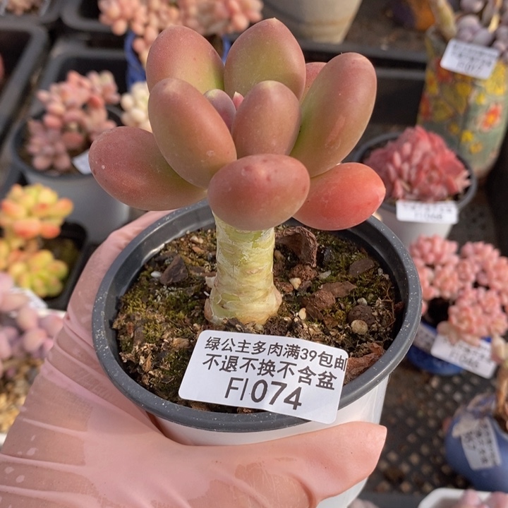 单头金蝉1074多肉植物