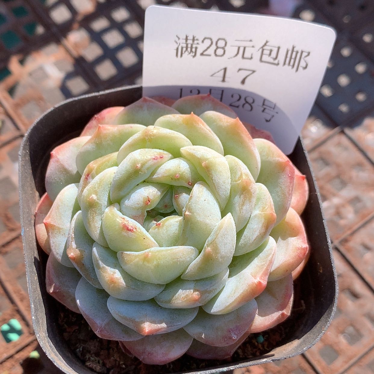 【闪购商品】云47号