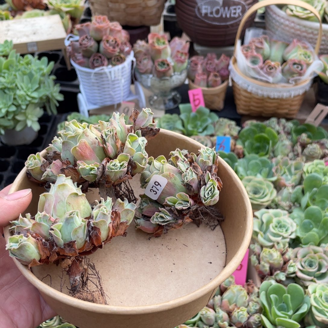 琴***岳山地玫瑰多肉植物花卉379