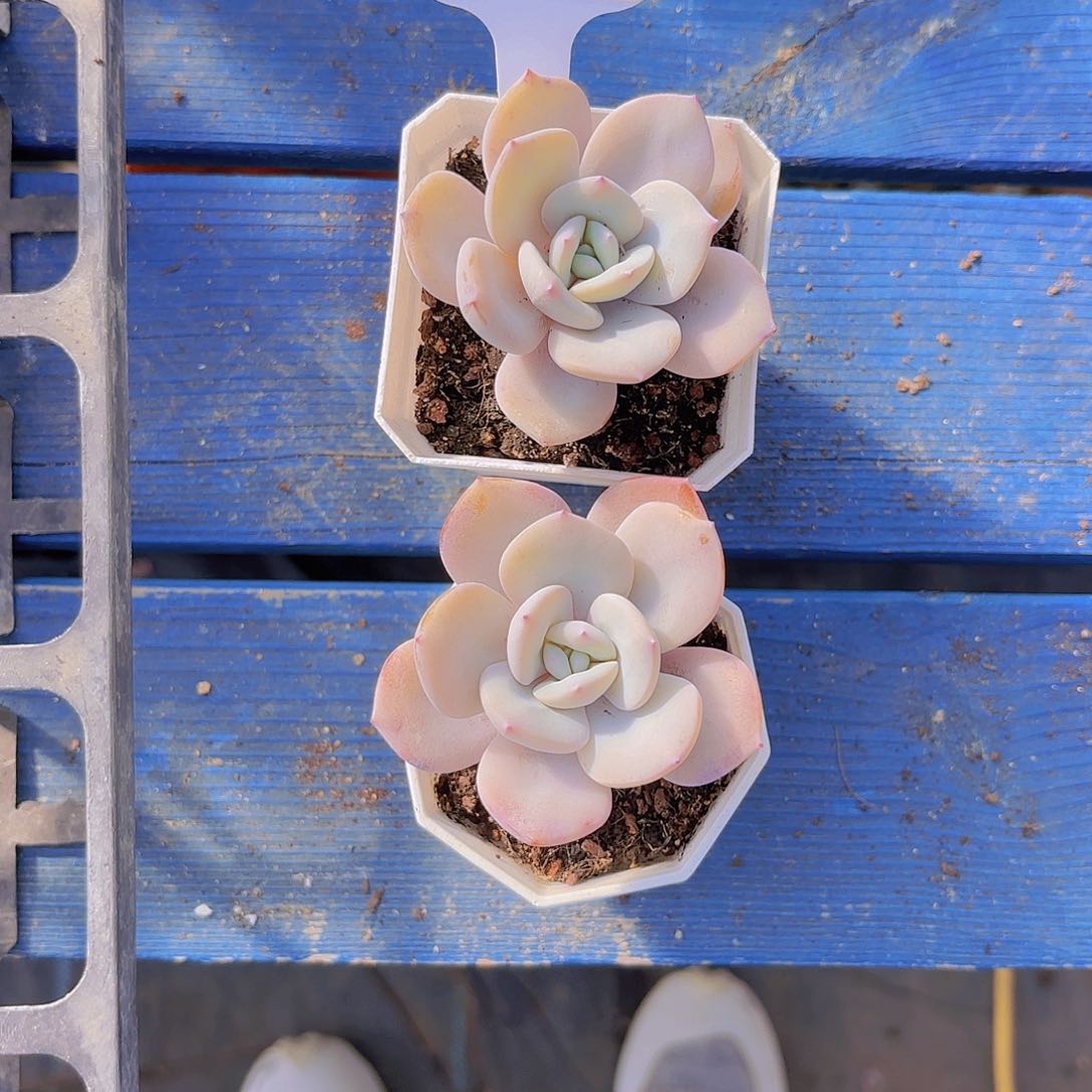 李**。A961两颗奶茶一物一拍