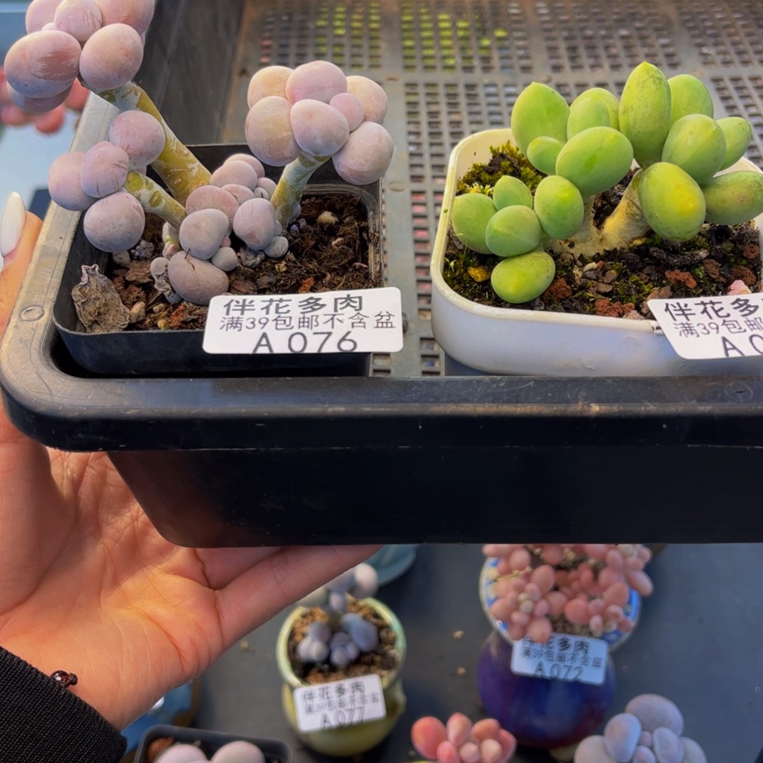卢***婷076-064-多肉5-6cm共两颗