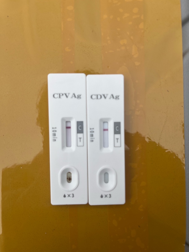 宠物病毒检测卡定金拍前咨询