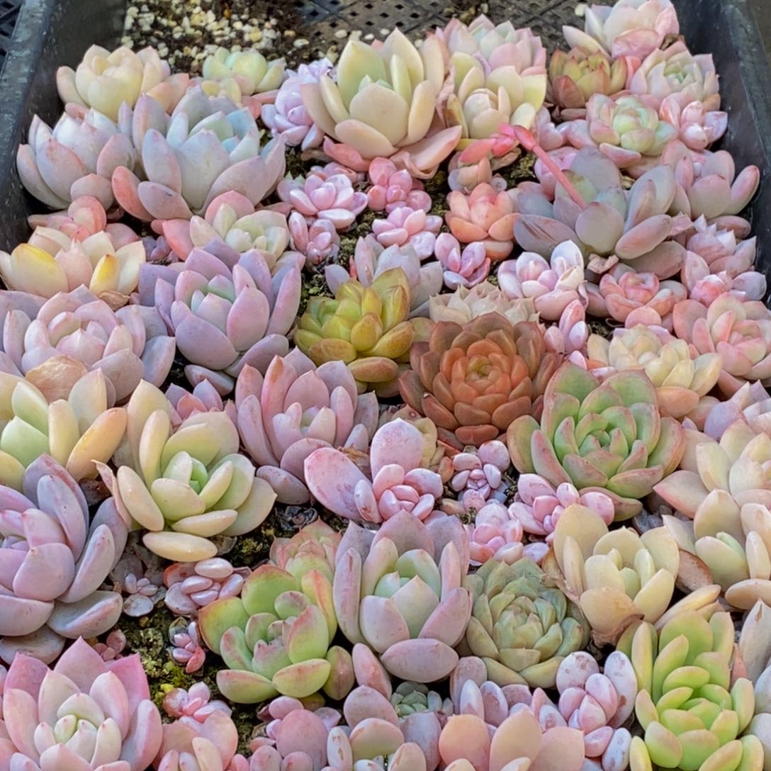 261多肉植物保护研究所所长助理