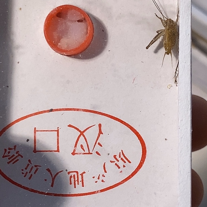 知***乐蟋蟀蝈蝈我在外面吃饭呢