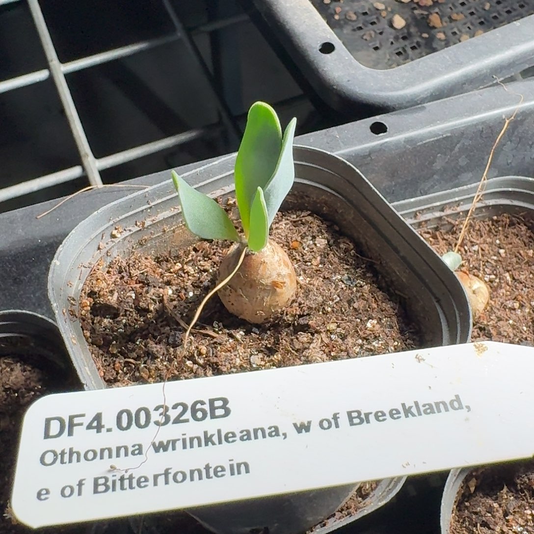 宙斯球新种？厚敦菊一个带盆