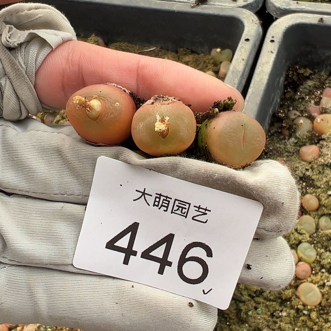 0000446量拍正版1430.5水蜜桃3颗