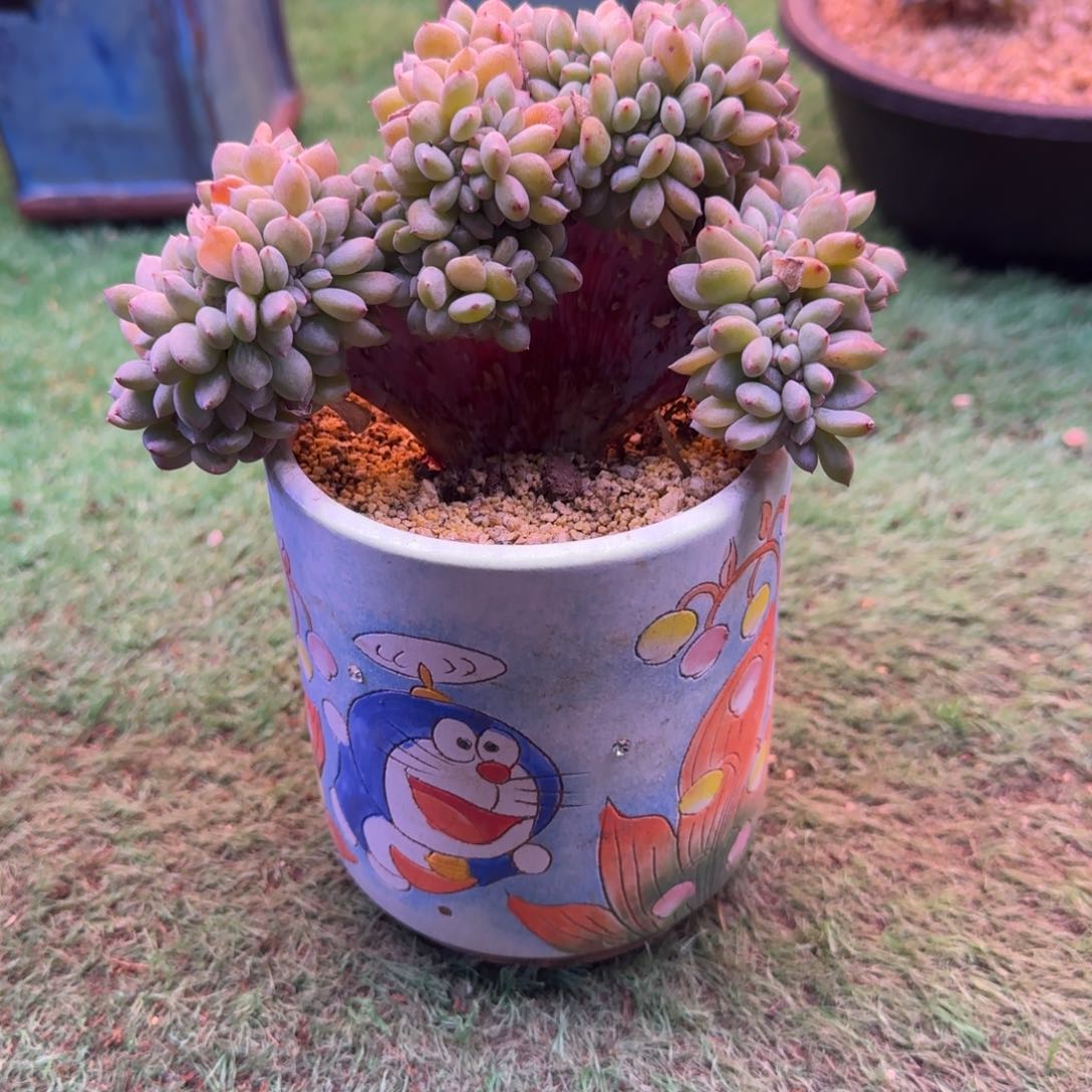 星影树缀多肉无砍