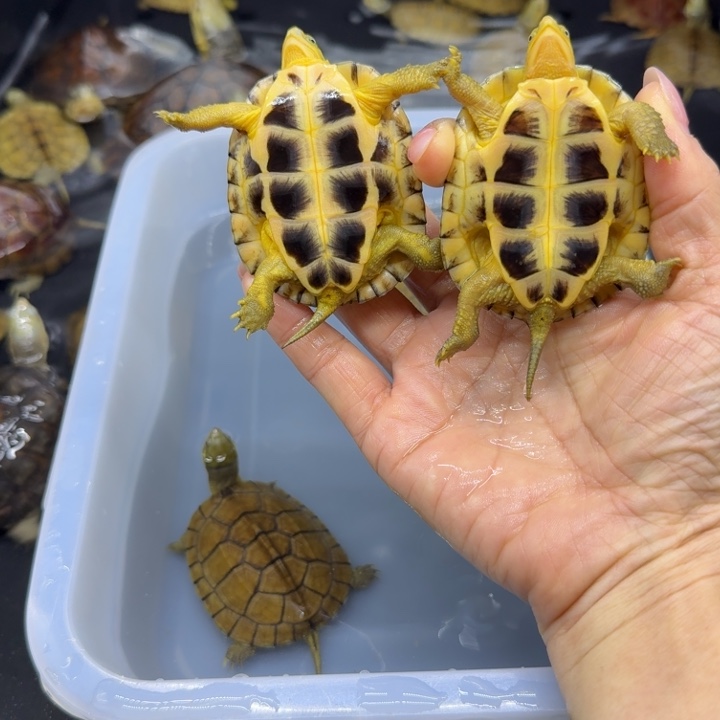 剑***玺宠物龟公母搭配背甲6