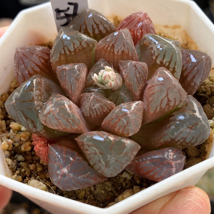 实生玉露带盆土发货