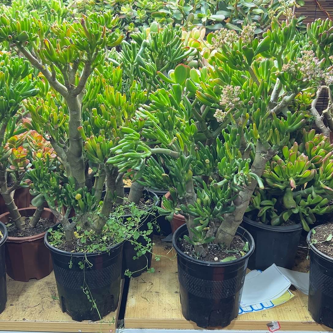 心***冷完全开放吸财树一物一拍