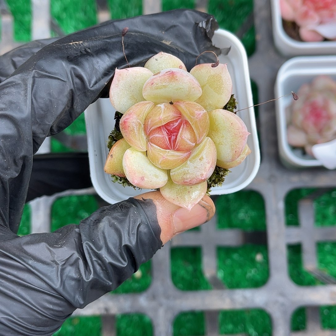 多肉一物一拍7-211