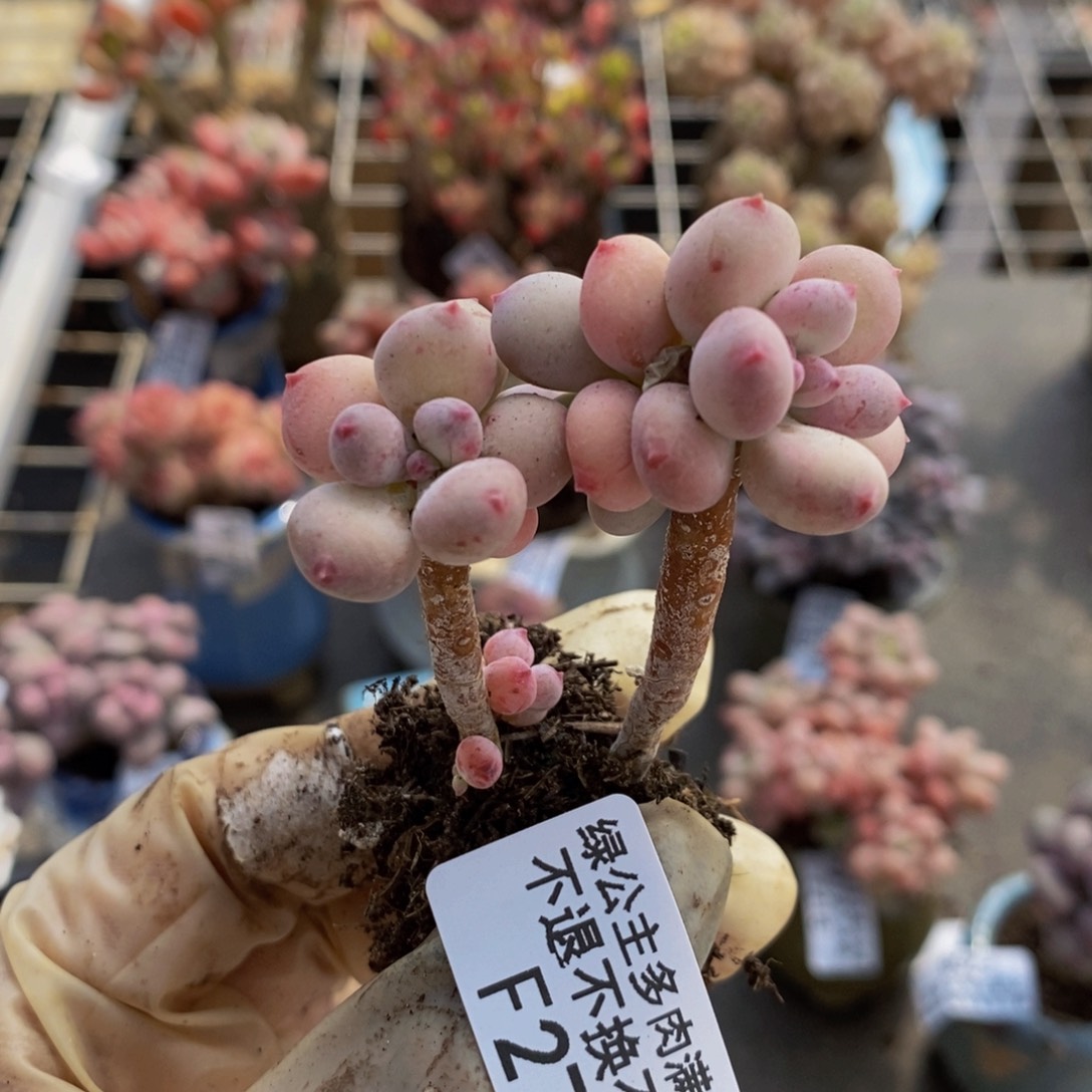 苹果奶酪279/4c m