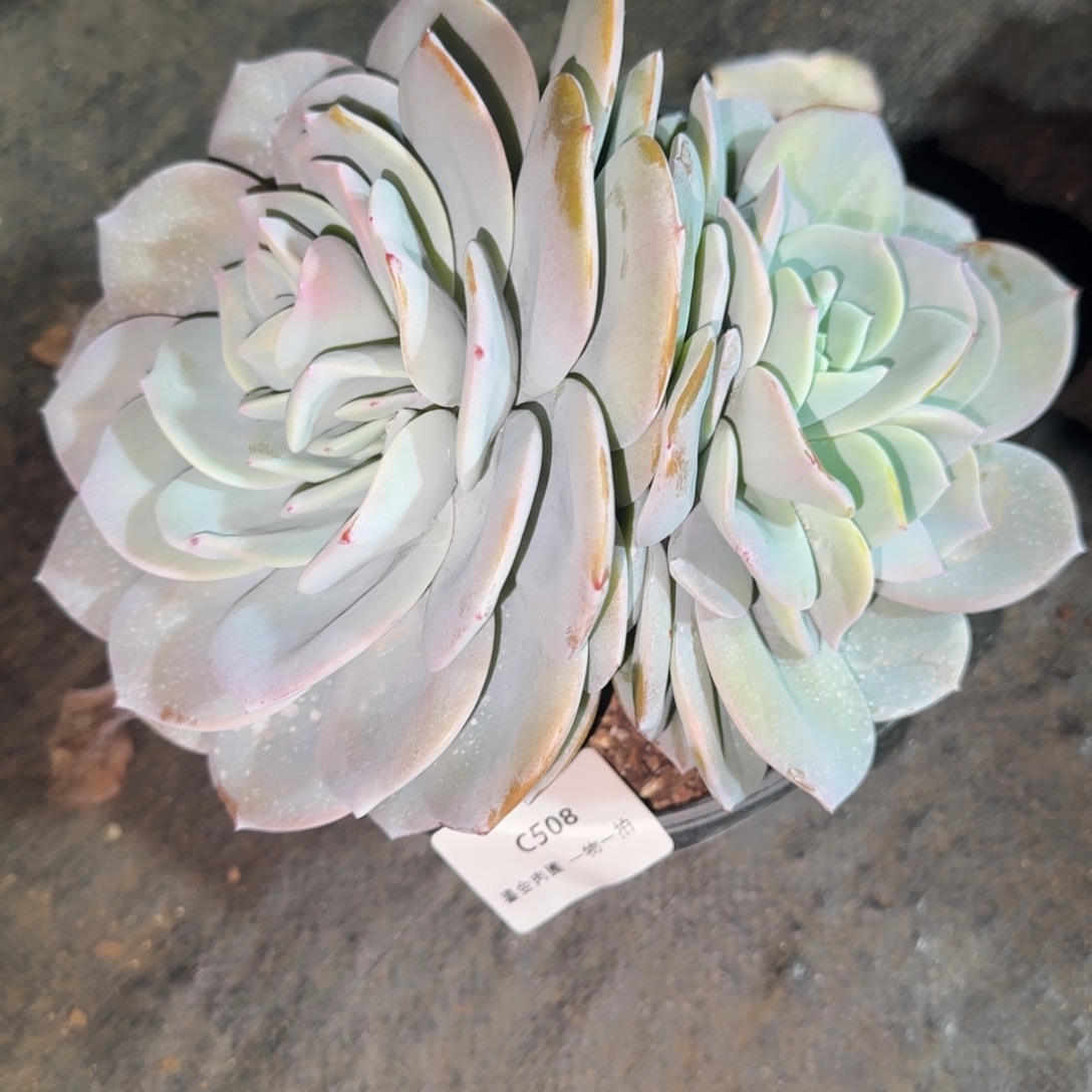 C508双头分心奶茶    