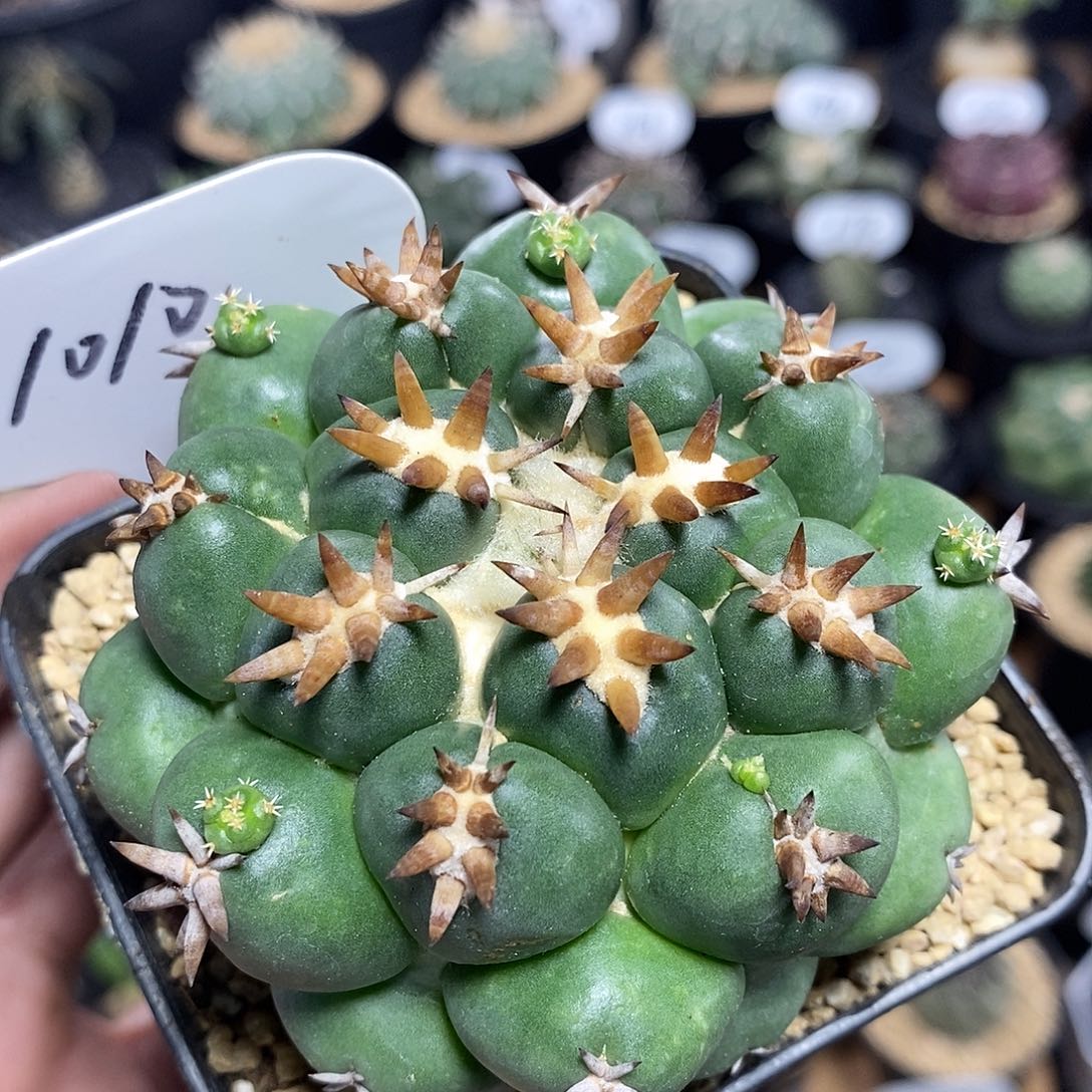 自根短豪刺象牙1010号7.5cm