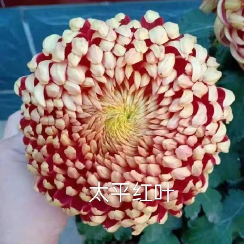 太平红叶大花菊花盆栽带花苞九月菊四季开花好养易活庭院阳台