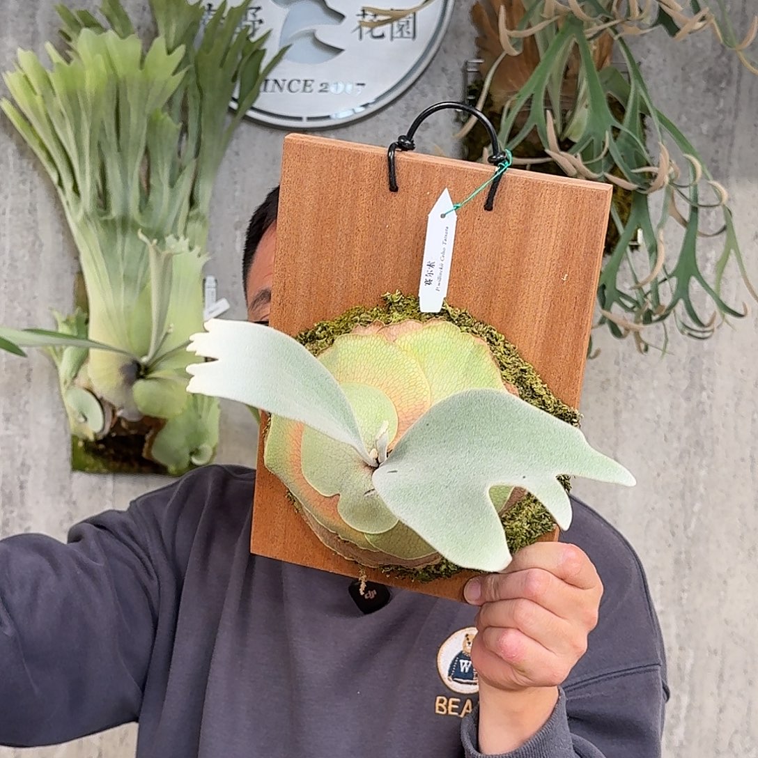 完全开放赛尔索鹿角蕨春野花园