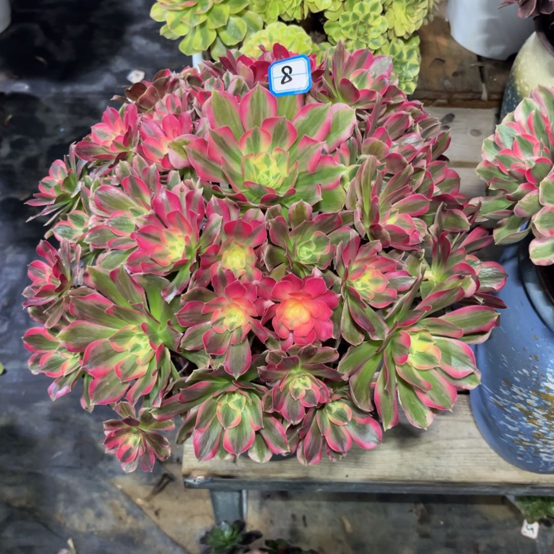 8号精品法师男神大捧花