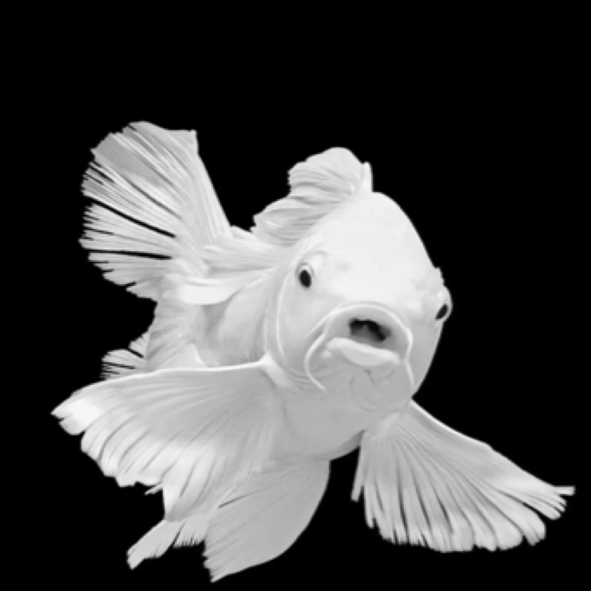 直播间蝴蝶鲤寸片1.5公分左右拍好开箱视频入缸不包售后