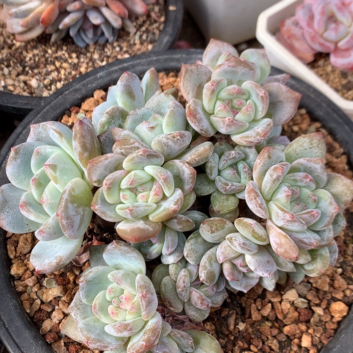 多肉植物石榴籽星影