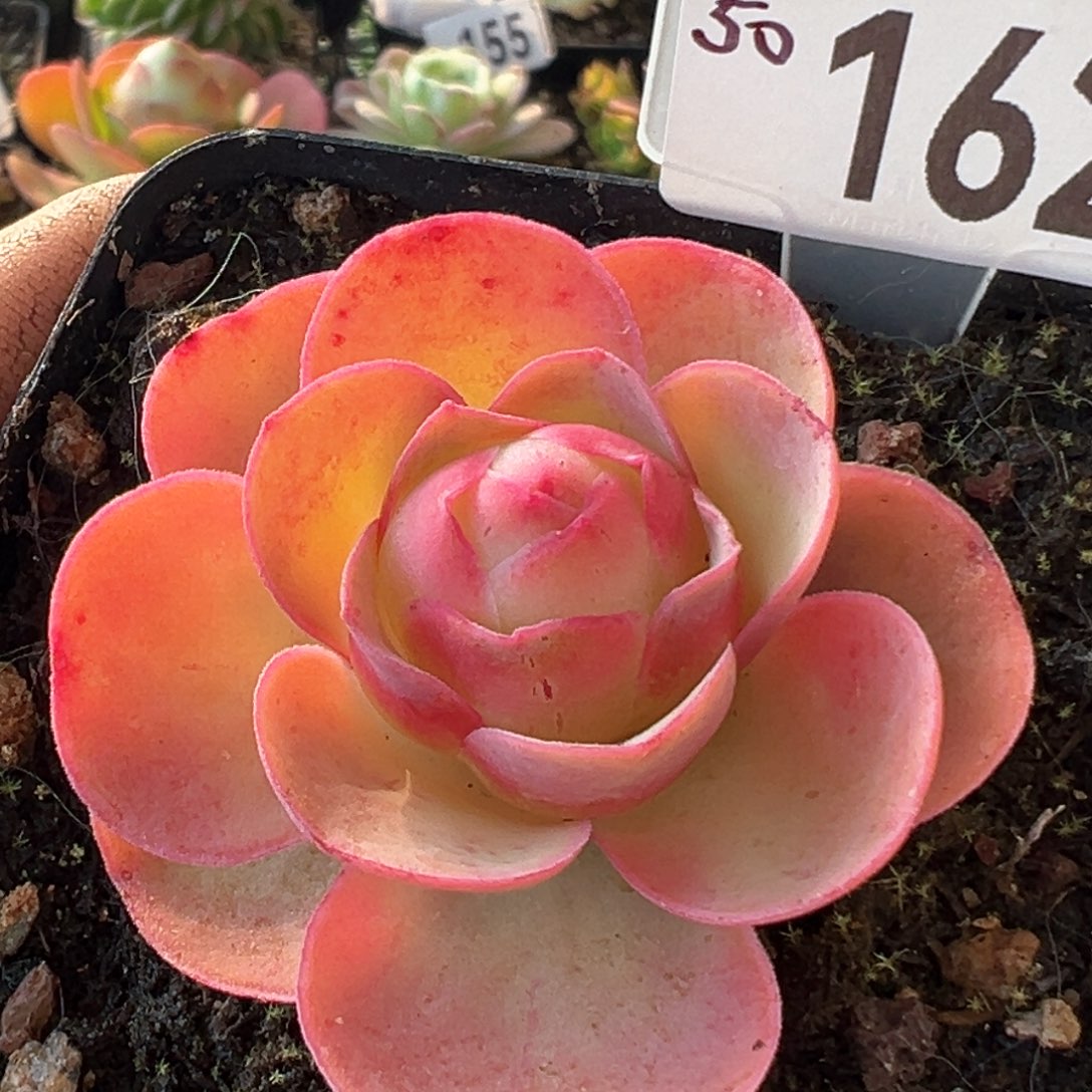 红唇162山地玫瑰多肉