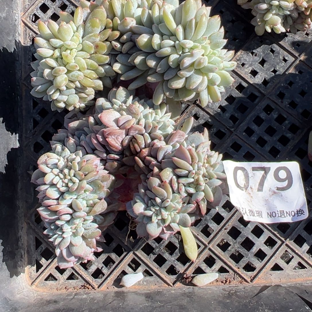 两颗小树朵朵缀呀呀呀