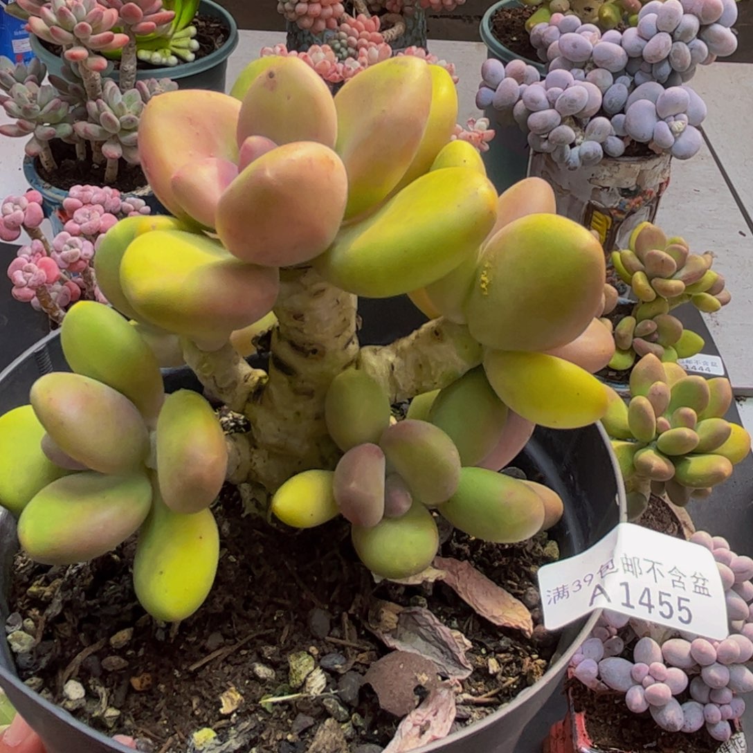 455芒果奶10cm多肉植物