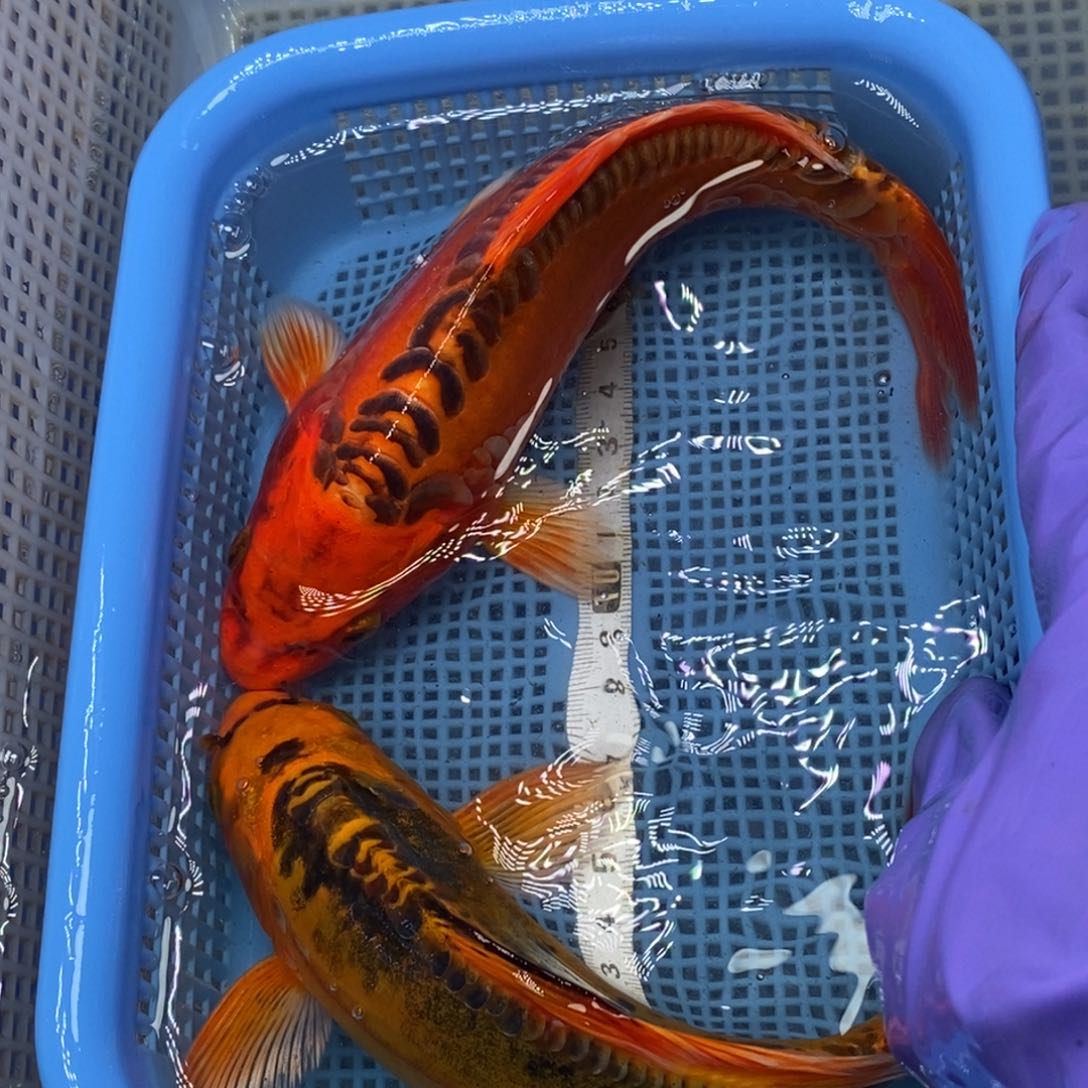 锦鲤冷水锦鲤包邮