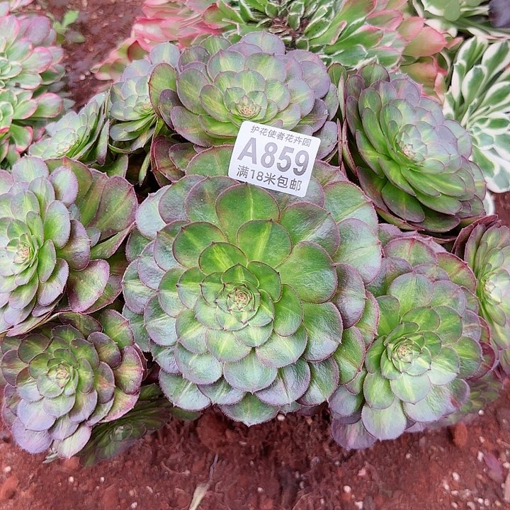 多肉法师抹茶朵朵缀化