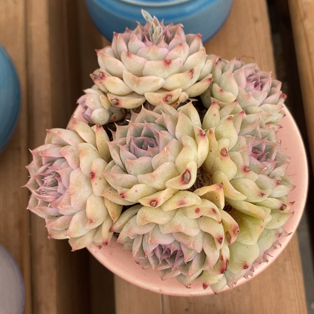 一物一拍拍精品多肉_2