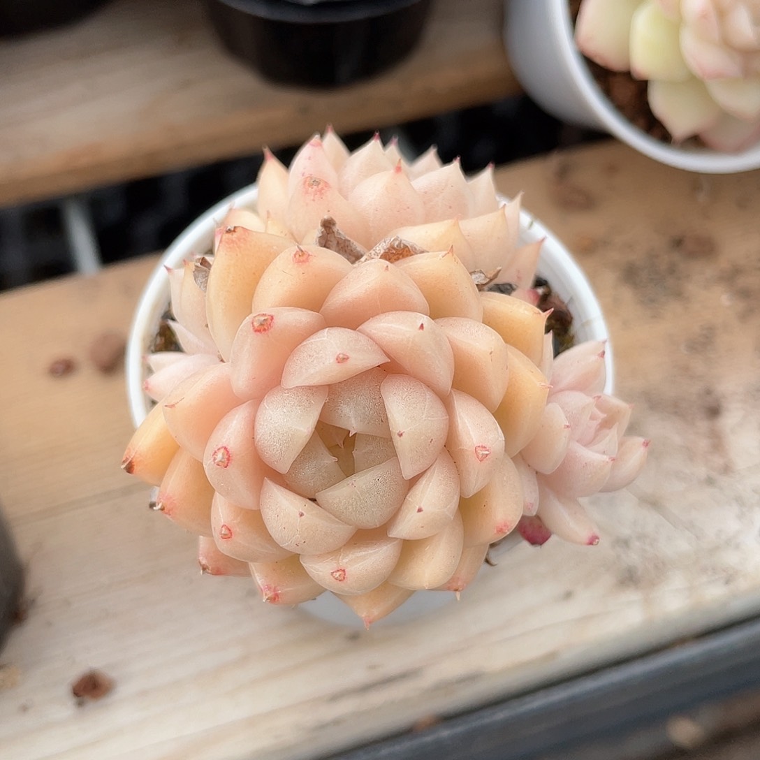 优选麦秆精品329