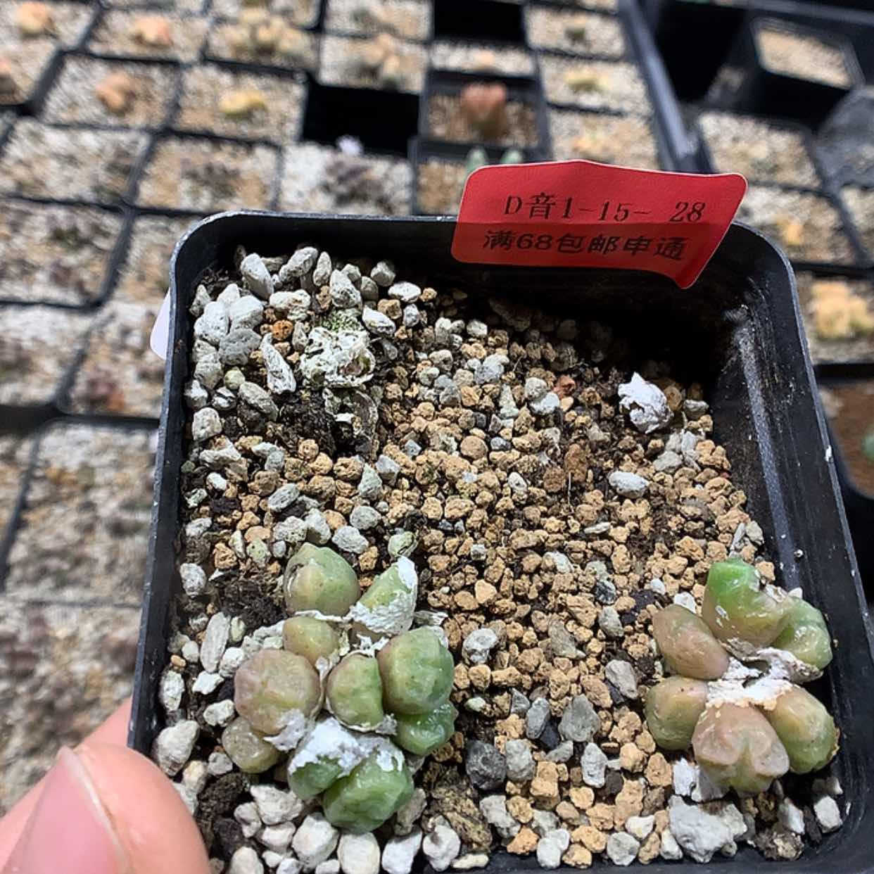 【闪购商品】1-15-28 饺子皮多肉一盆特 35