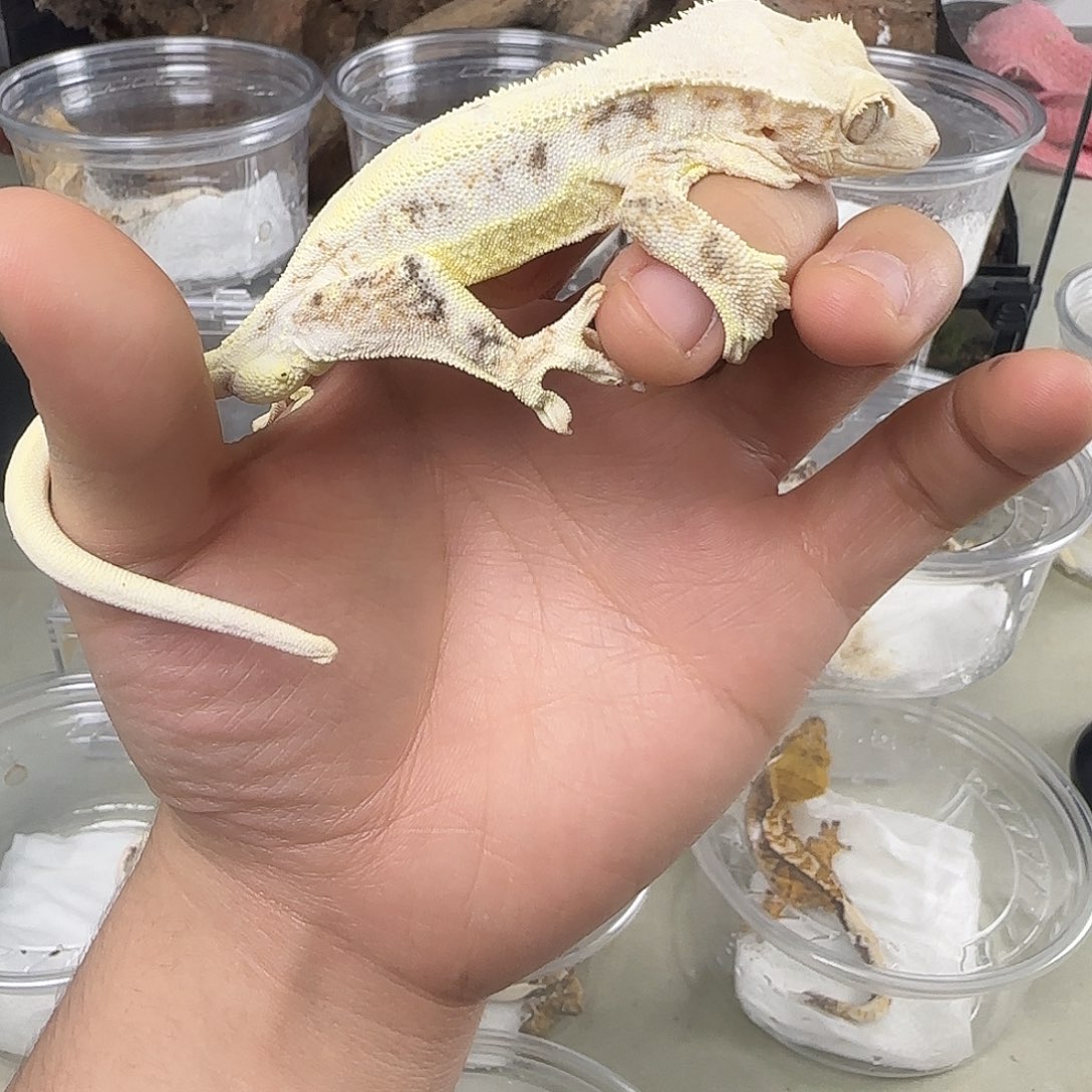 睫角守宫高覆盖三色莉莉白种公