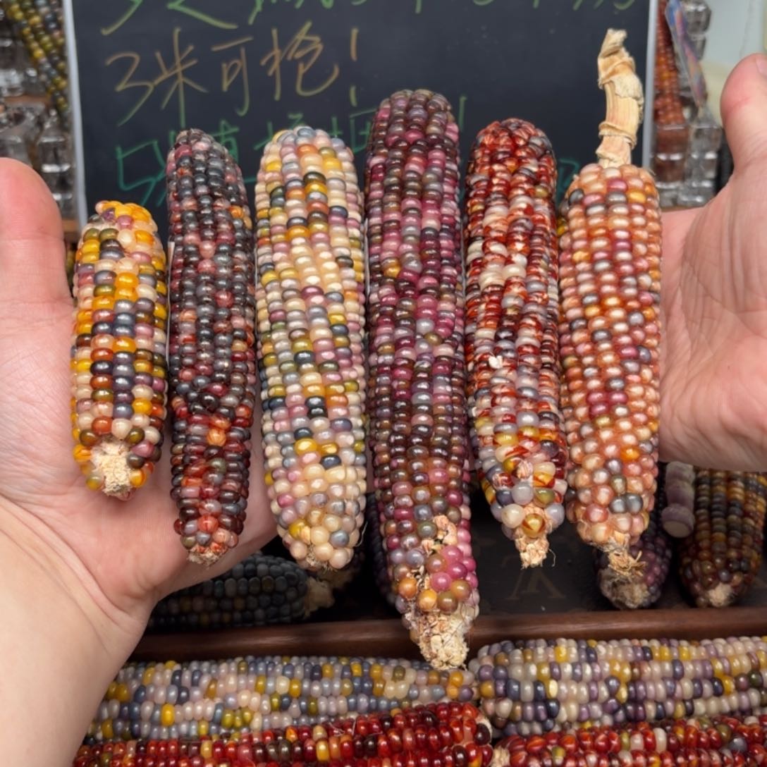 柏香籽/百香籽吊坠～****u