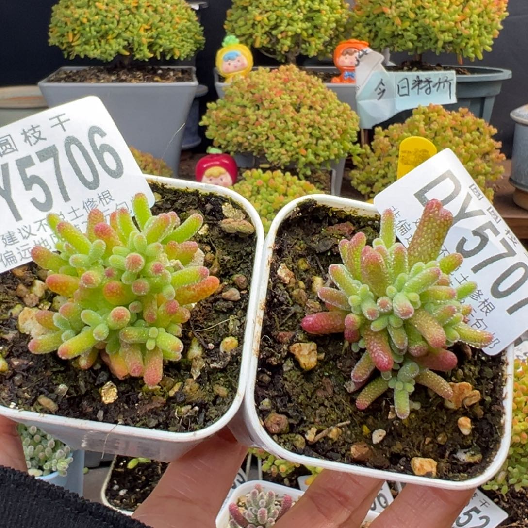 霜***序dy5706/07实生桔子糖打包盆口5cm