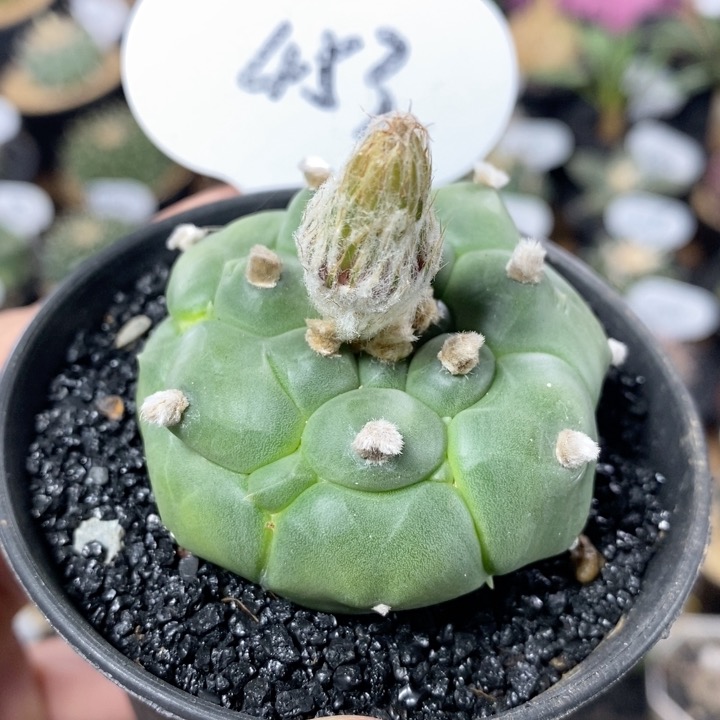 453号实生龟甲兜5cm