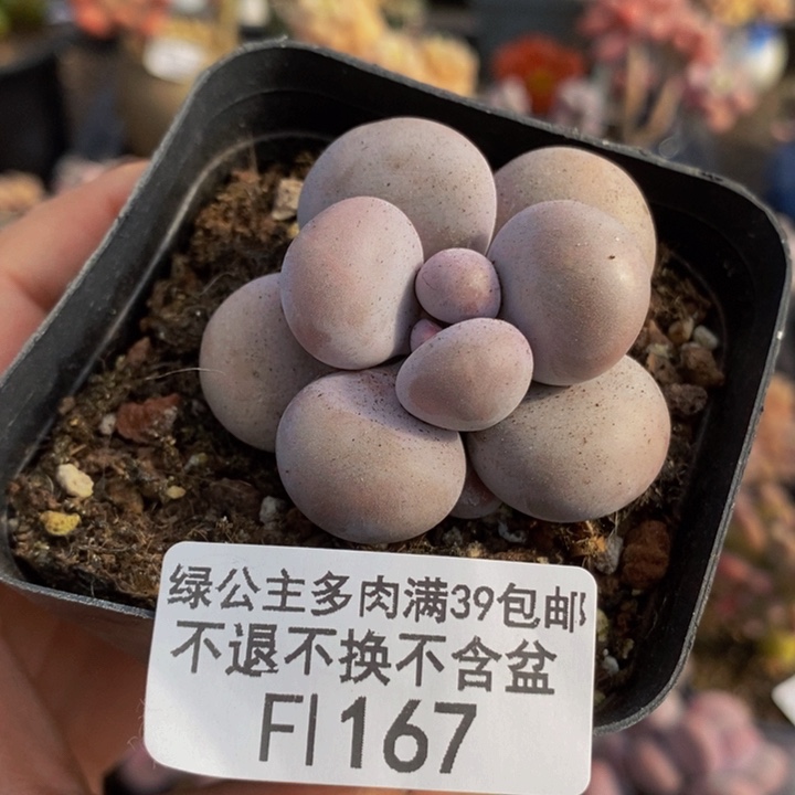 芭比奶洛5cm167多肉植物