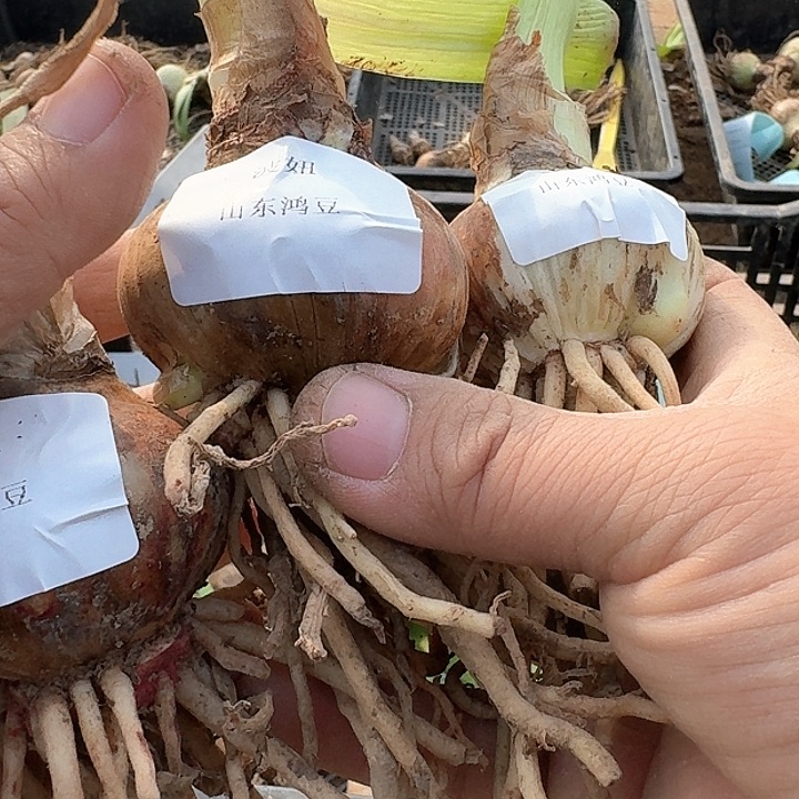 当前无花朵，栽培后可花朵乘****哥波妞