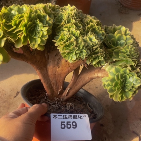 559，绿豆沙朵朵缀包邮