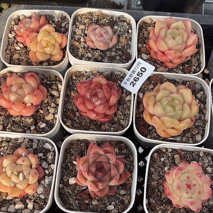 阿雅园艺。   2650九颗