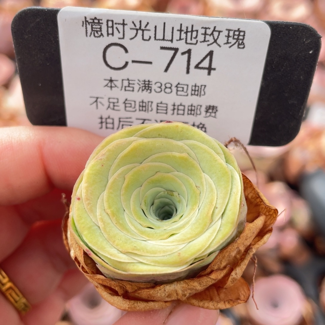 山地玫瑰C714裸根发货断枝不包损不售后