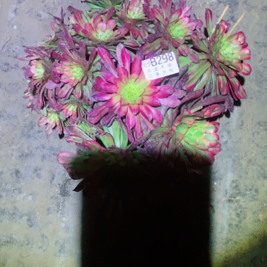 多肉植物美亚298