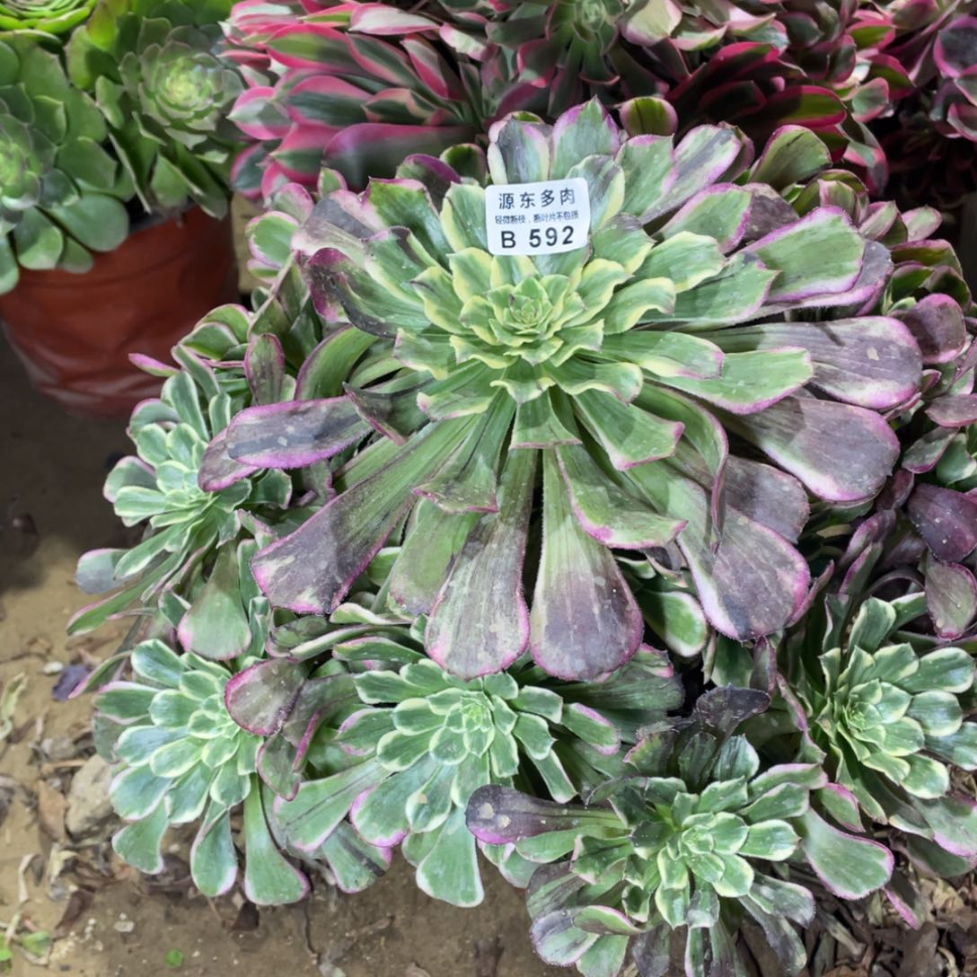 592超墨多肉法师断枝不包