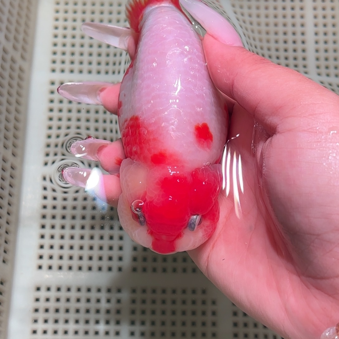 凯***哥金鱼拍包装包邮不拍包装运费到付