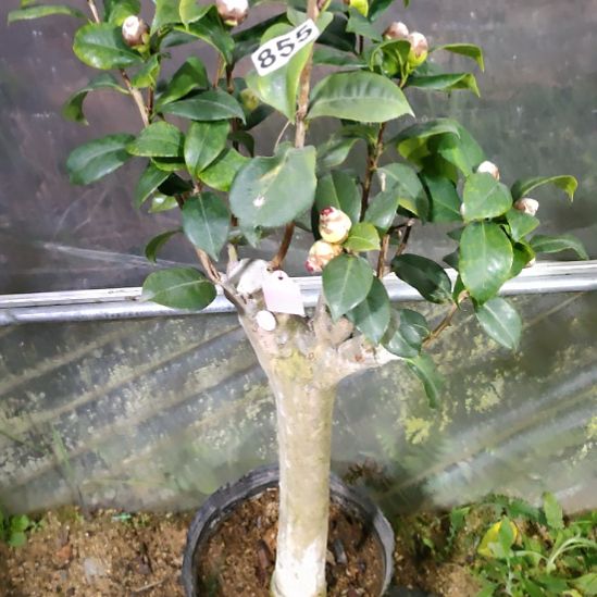 855六品，原盆原土发货