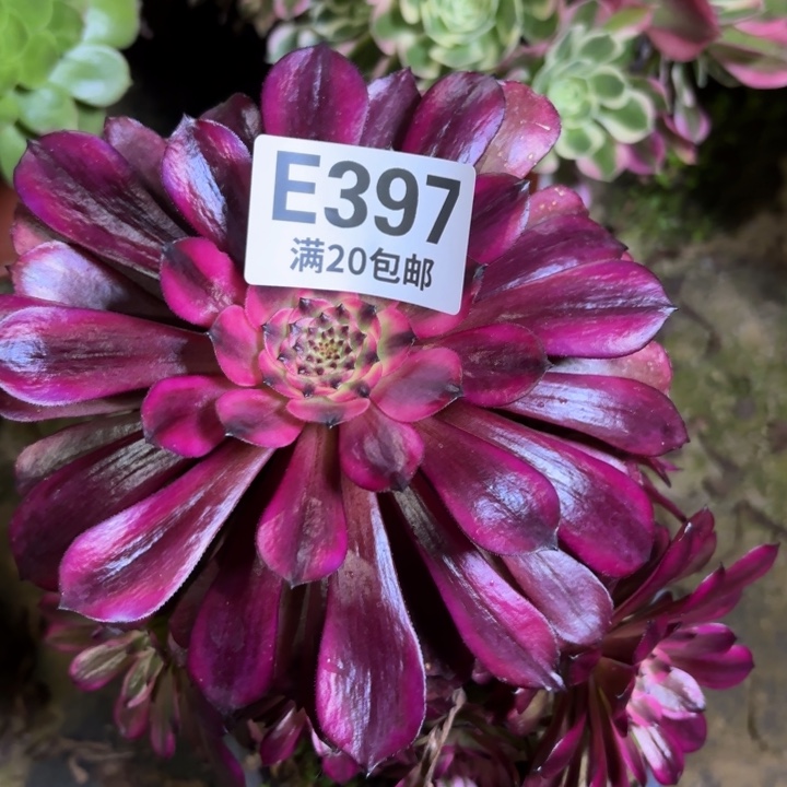 瑞妈一物一拍397