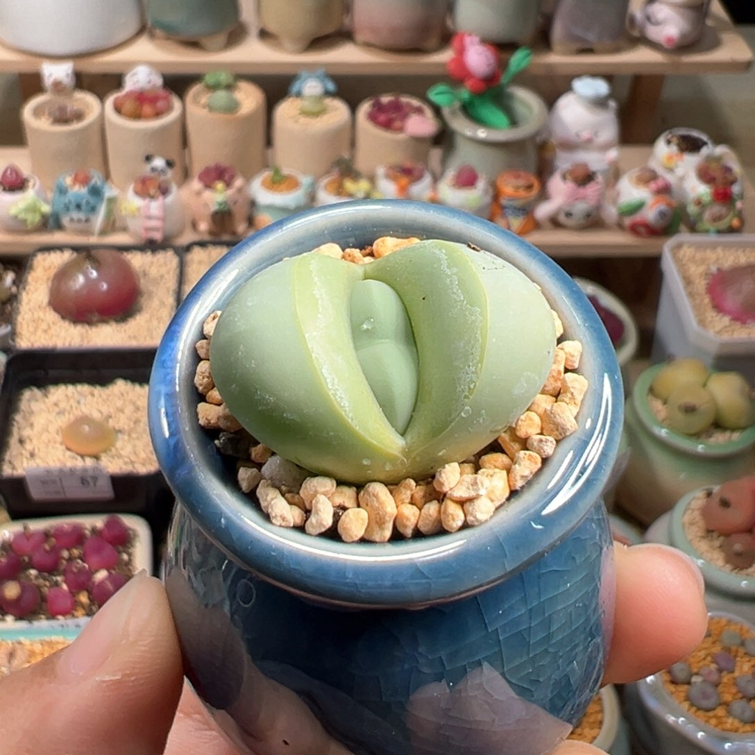 多肉植物100号元宝