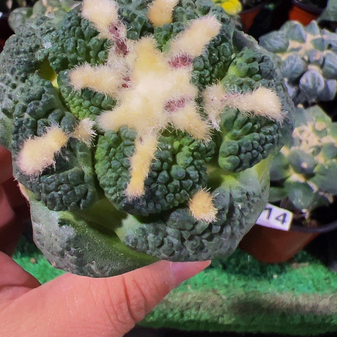 无花朵颗粒龟甲牡丹980