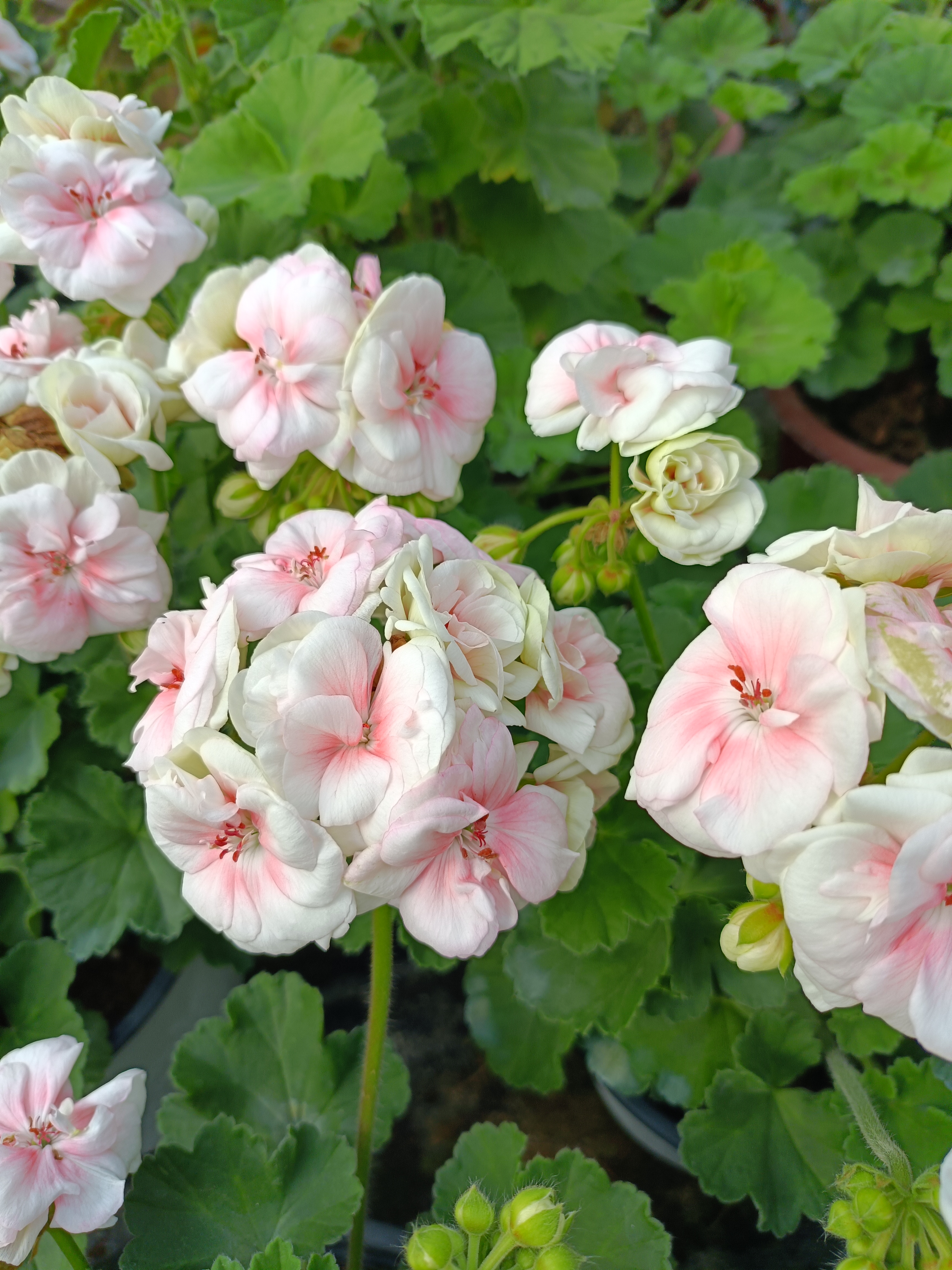 国王《一颗包邮》拍三发四